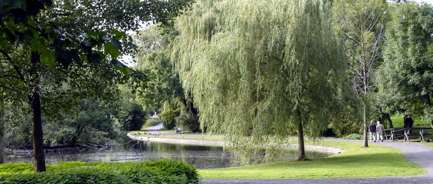 Bäume im Park