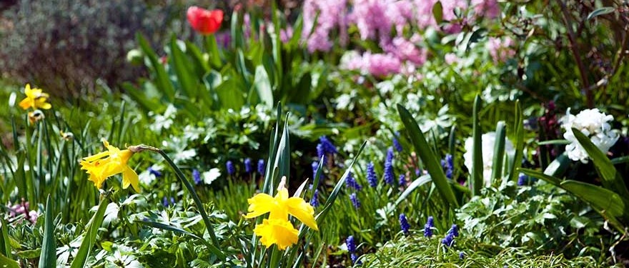 Gartenblumen