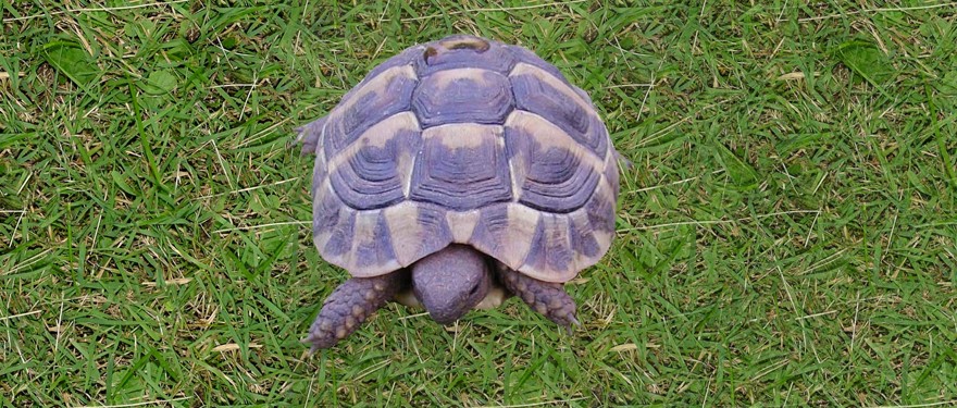 Griechische Landschildkröte auf grüner Wie