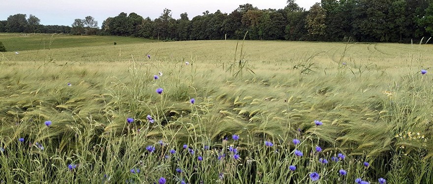 Feld mit Kornblumen an der Gerther Straße