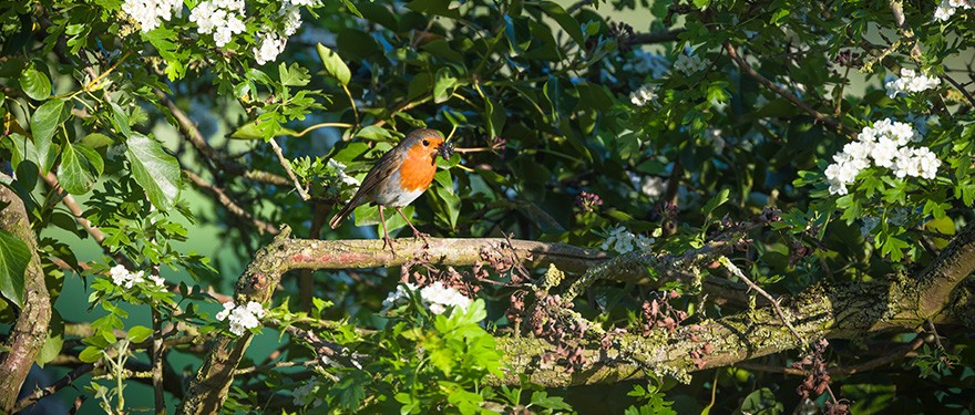 Rotkehlchen in einer Weißdornhecke
