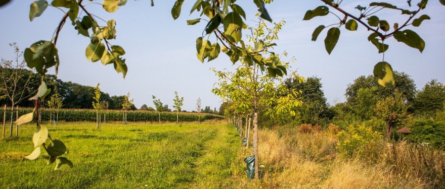 Streuobstwiese im Landschaftspark Holper Heide