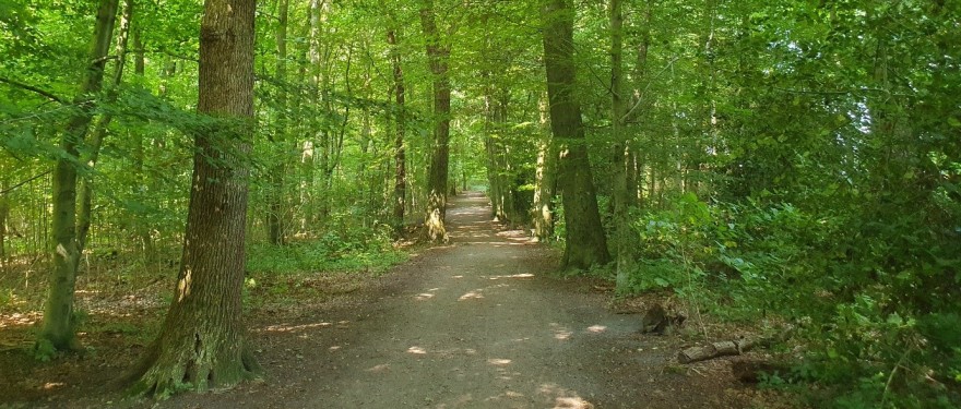 Gysenberger Wald