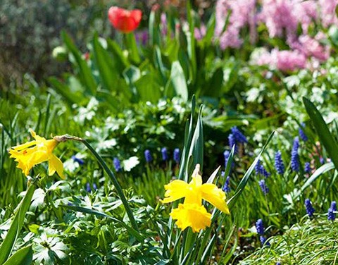 Frühlingsblumen