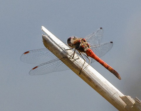 Libelle